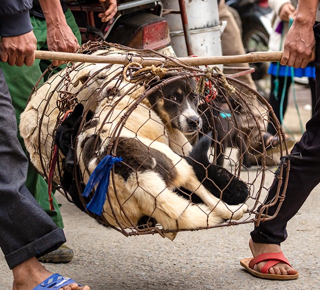 header img mobile 2024 yulin