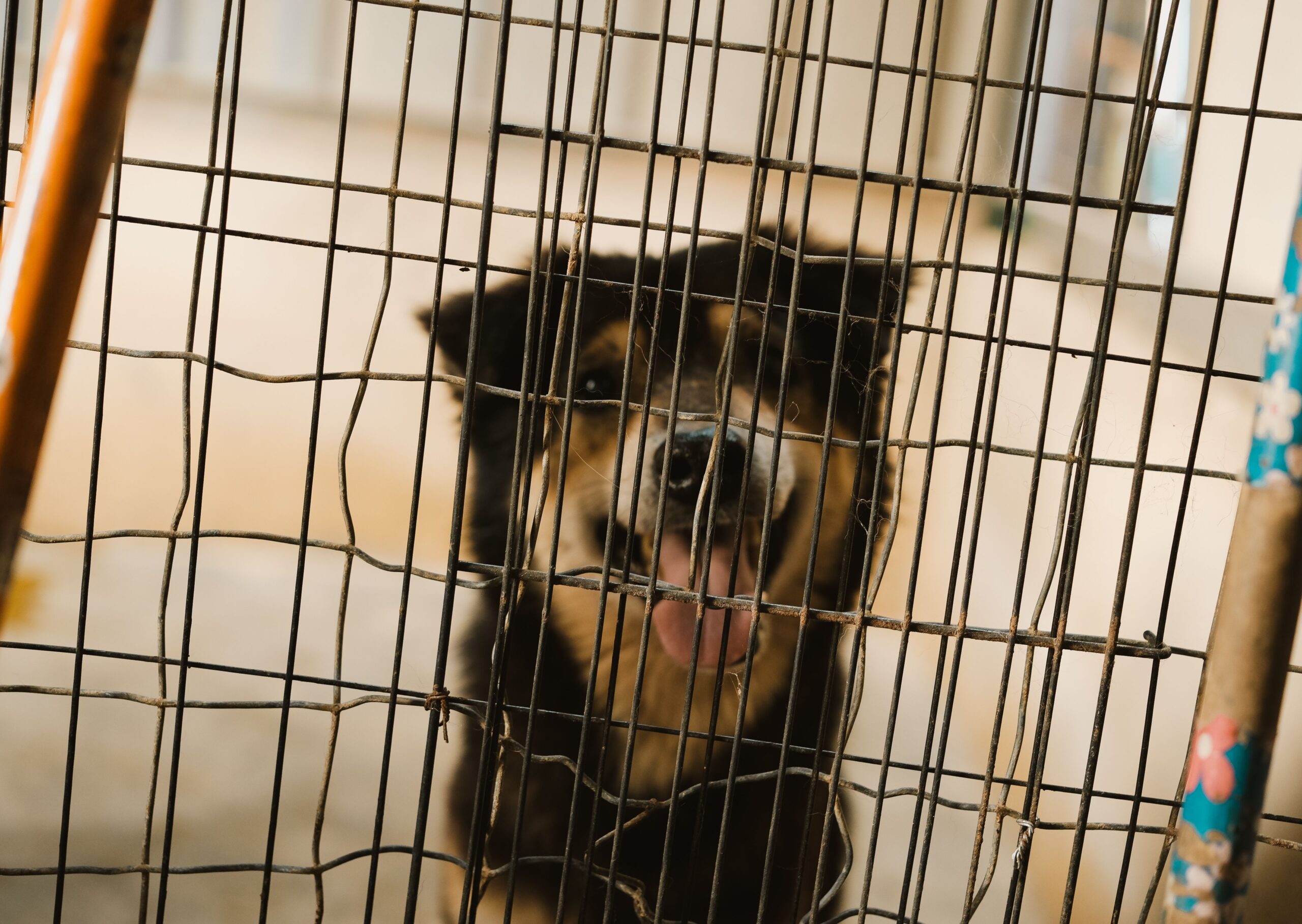 Adorable dog with tongue out behind a metal cage at an animal shelter, looking curious.